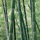 scandiafloor-bambus1-i